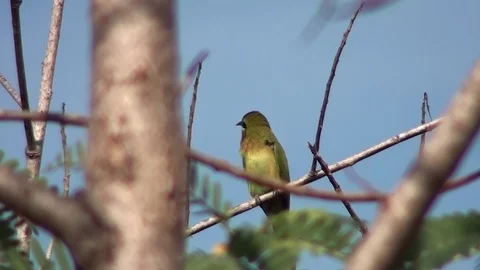 Blue-tailed Bee-eater - Bienfresser 1 Video stock 102953257