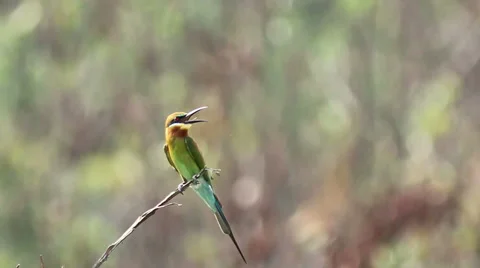 Blue Tailed Bee Eater bird perching on a dead stick in the morning light Stock Footage 39589596