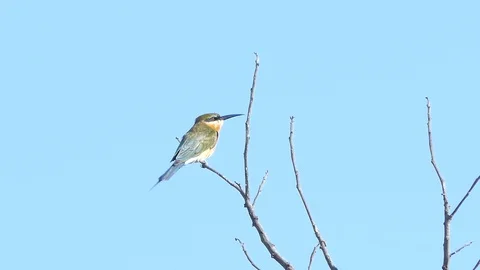Blue-tailed bee-eater bird on branch. Stock-Footage 97851353