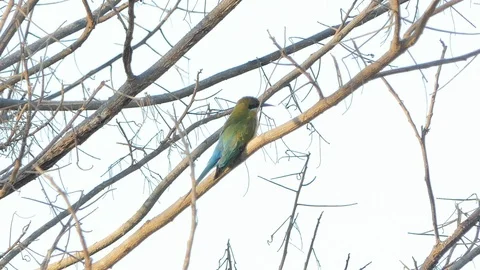 Blue-tailed bee-eater bird on branch. Stock-Footage 98902850