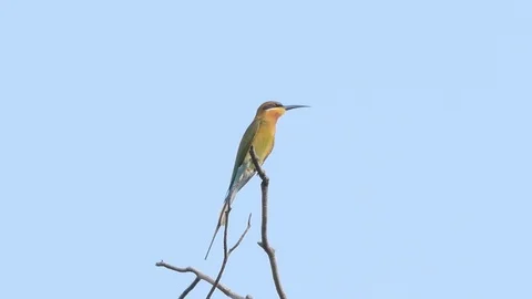 Blue-tailed bee-eater bird in tropical rain forest. Stock Footage 101100116