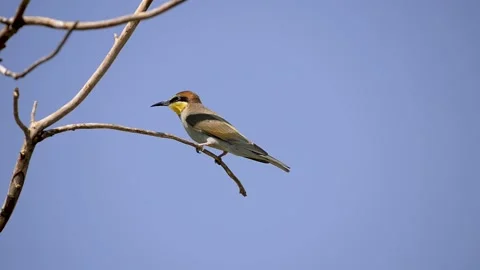 Blue-tailed bee-eater bird on the branch Stock Footage 138799315