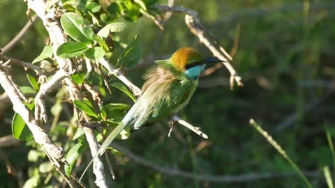 Blue-tailed Bee-eater Bird sitting on a branch, Yala National Park, Sri Lanka Stock Footage 234781679