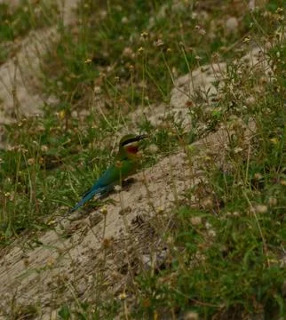 Blue-tailed bee-eater bird habitat Stock Photos