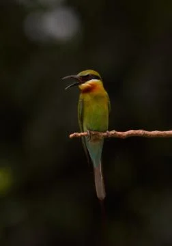 Blue-tailed bee-eater bird habitat Stock Photos