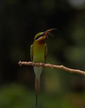Blue-tailed bee-eater bird Stock Photos