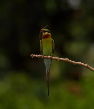 Blue-tailed bee-eater bird  with catch Stock Photos