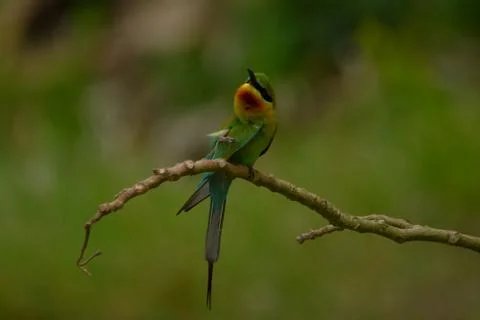 Blue-tailed bee-eater bird  in a perch Stock Photos
