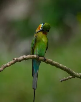 Blue-tailed bee-eater bird in a perch Stock Photos