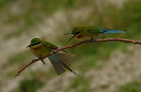 Blue-tailed bee-eater bird in a perch Stock Photos