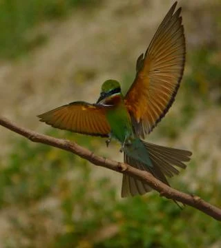 Blue-tailed bee-eater bird in a perch Stock Photos