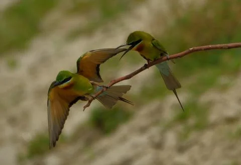 Blue-tailed bee-eater bird Stock Photos