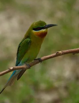 Blue-tailed bee-eater bird in a perch Foto stock
