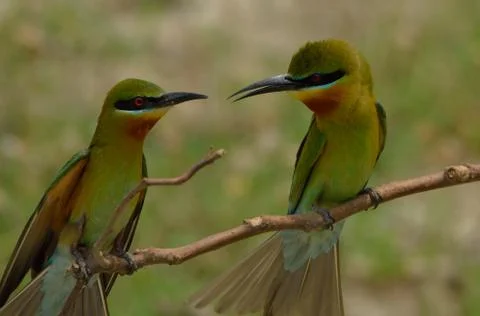 Blue-tailed bee-eater bird in a perch Stock Photos