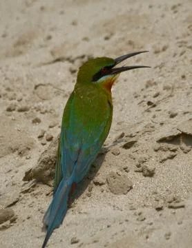 Blue-tailed bee-eater bird in a perch Stock Photos