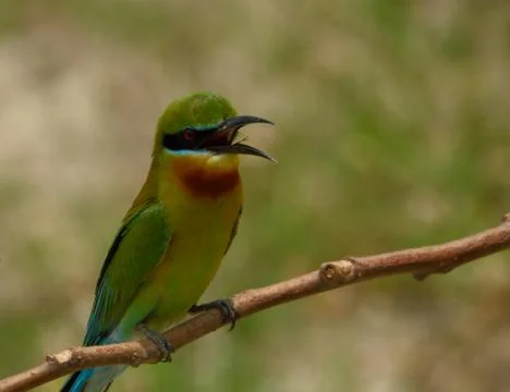 Blue-tailed bee-eater bird in a perch Stock Photos