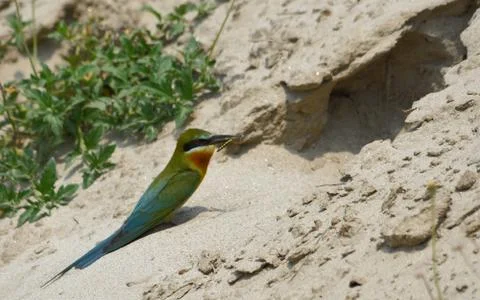 Blue-tailed bee-eater bird in a perch Stock Photos