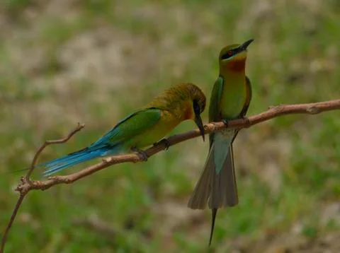Blue-tailed bee-eater bird in a perch Stock Photos