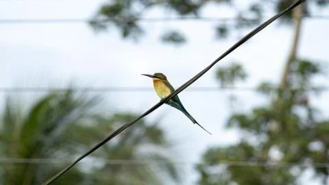 Blue-tailed bee-eater bird perched in a telephone cable Stock Photos