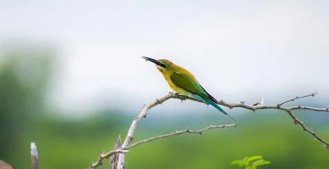 Blue-tailed bee-eater with a catch perches on a twig, and feeds on a bee, a.. Stock Photos