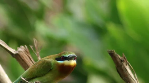 Blue Tailed Bee Eater Close-Up Stock Footage 33971755