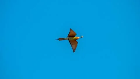 The blue tailed bee eater flies freely against the background of a clean bl.. Stock Photos