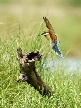 Blue-tailed Bee-eater in flight Stock Photos