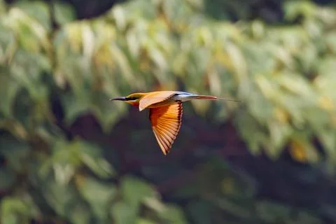 Blue-tailed Bee-eater in Flight with Wings Fully Spread Stock Photos