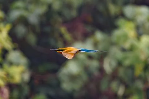 Blue-tailed Bee-eater Flying Through Tropical Greenery Stock Photos