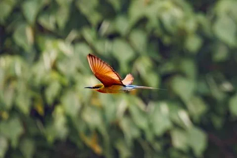 Blue-tailed Bee-eater Flying with Raised Wings Over Green Background Stock Photos