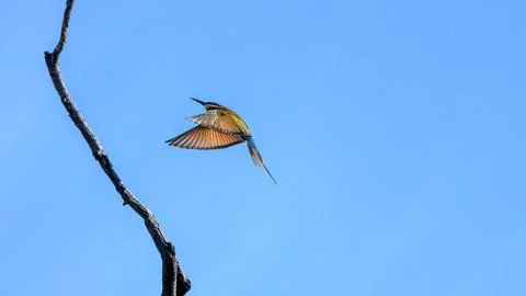 Blue-tailed Bee-eater landing on branch in forest park Stock Photos