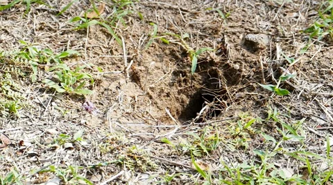 The blue-tailed bee-eater (Merops philippinus) in and out to the nest. Stock-Footage 53639632