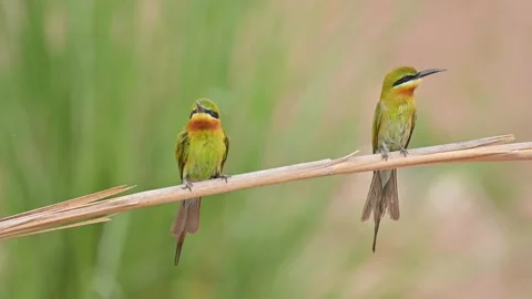 Blue-tailed bee-eater (Merops philippinus) feeding  Video stock 154341562