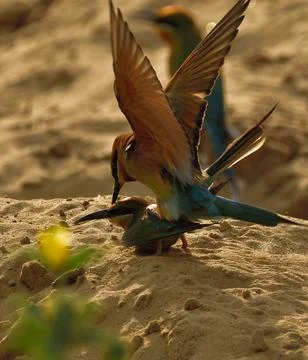 Blue-tailed bee-eater (Merops philippinus)  bird couple Stock Photos