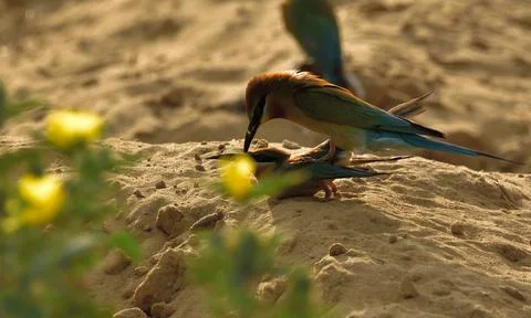 Blue-tailed bee-eater (Merops philippinus)  couple bird love Stock Photos