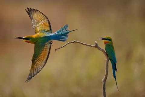 Blue-tailed bee-eater Merops philippinus near passerine bird in Meropidae, .. Stock Photos
