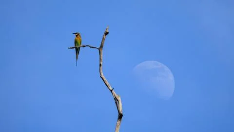 Blue-tailed Bee-eater, Merops philippinus, perching on tree branch in forest Stock Photos
