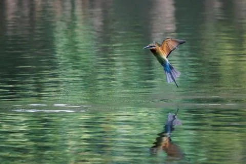 Blue-tailed Bee-eater, Merops philippinus, flying over water in forest park Stock Photos