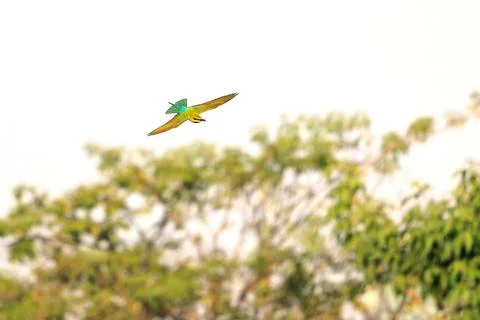 Blue-tailed Bee-eater, Merops philippinus, flying in forest park Stock Photos
