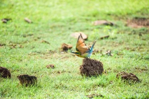 Blue-tailed Bee-eater or Merops philippinus Stock Photos