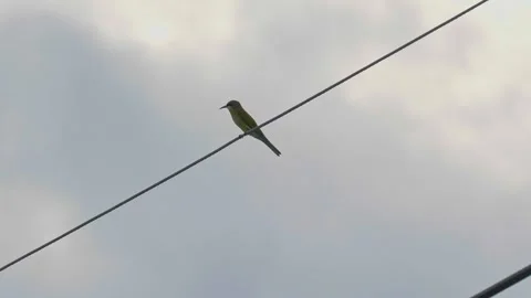 Blue-tailed Bee-eater perch on power lines. Slow motion Stock Footage 283248286