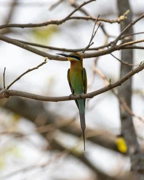 Blue-tailed bee-eater on a perch Stock Photos