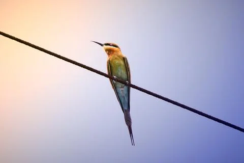 Blue-tailed bee-eater perched on overhead cable Stock Photos