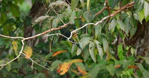 Blue-tailed bee-eater perched on tree branch in tropical forest Stock Photos