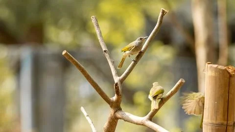 Blue tailed bee eater perching on a twig with very beautiful green and oran.. Stock Photos