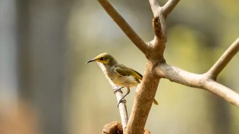Blue tailed bee eater perching on a twig with very beautiful green and oran.. Stock Photos
