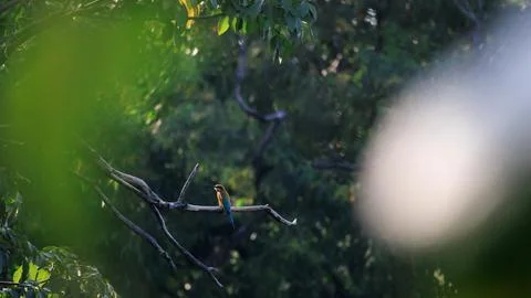 Blue-tailed Bee-eater perching on tree branch in forest park Stock Photos