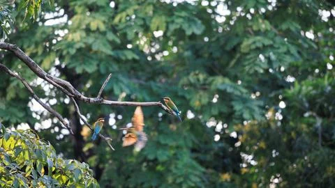 Blue-tailed Bee-eater perching on tree branch in forest park Stock Photos