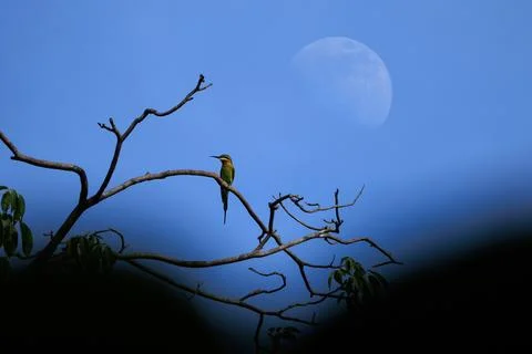 Blue-tailed Bee-eater perching on tree branch in forest park Stock Photos