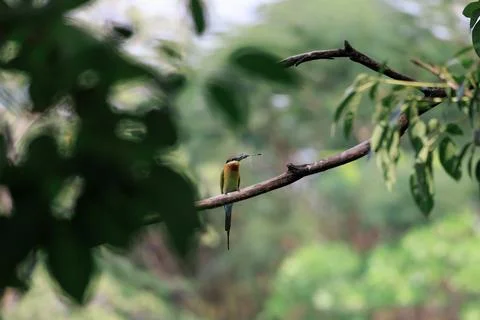 Blue-tailed Bee-eater perching on tree branch in forest park Stock Photos